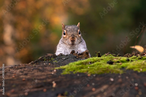 Squirrel peeking behind tree