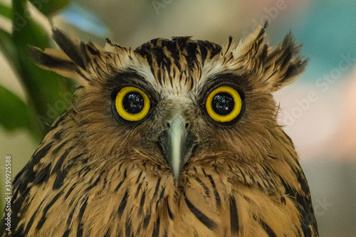 portrait of owl face © lessysebastian