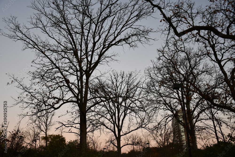 Fototapeta premium silhouette of a tree at sunrise