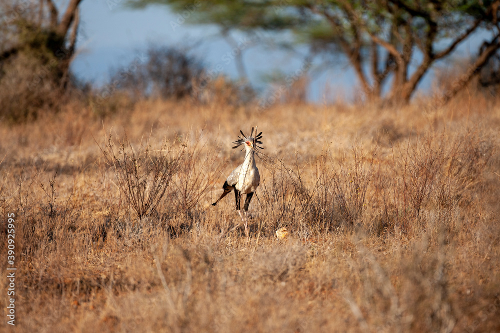 Secretary Bird nesting in Kenya Africa Secretary Bird nesting in Kenya Africa