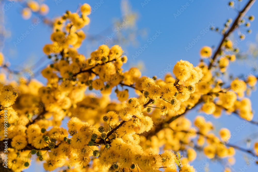 espinillo, arbol nativo