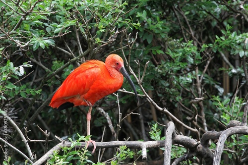 Red ibis on a branch © Ricochet64
