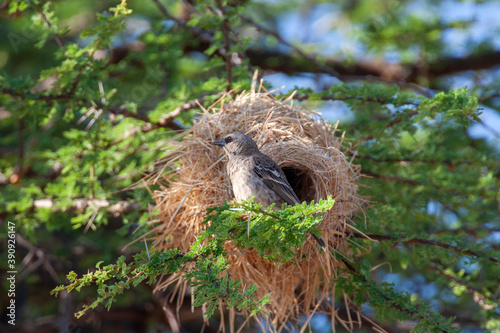 Donaldson's Sparrow Weaver Birds at Nest photo