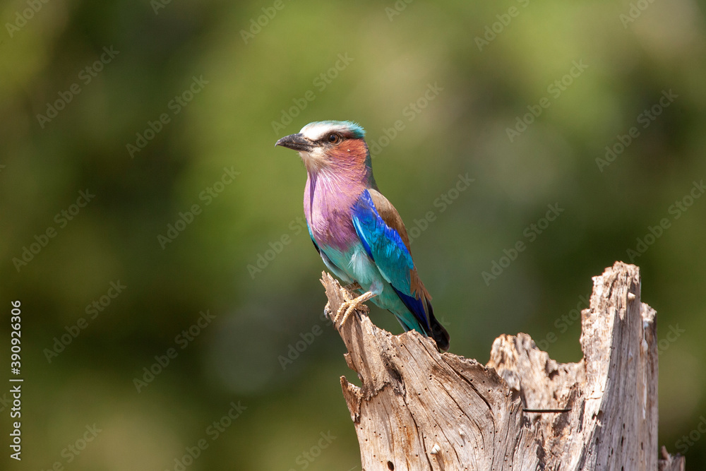 Lilac Breasted Roller in Kenya Africa