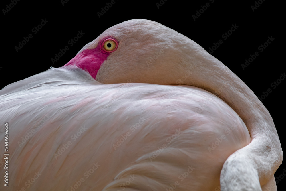 Fototapeta premium pink flamingo bird
