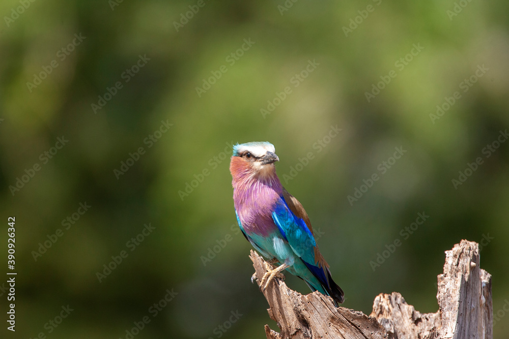 Naklejka premium Lilac Breasted Roller in Kenya Africa