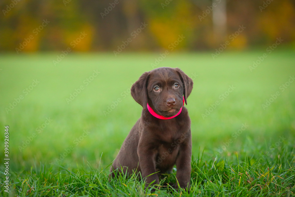 Junger brauner Labrador Welpe Junger brauner Labrador Welpe