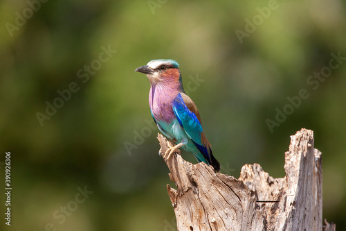 Lilac Breasted Roller in Kenya Africa © Dennis Donohue