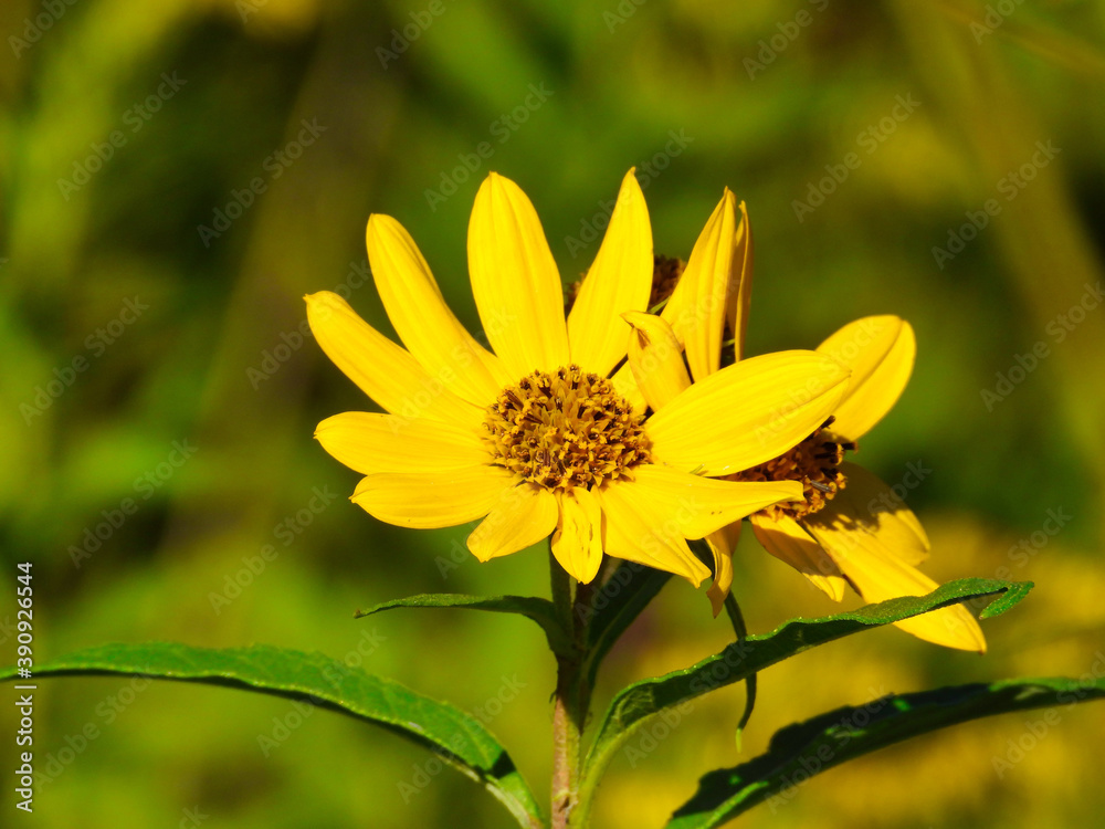 Two blooms of coreopsis or tickseed daisy-like wildflower closeup macro with yellow petals shining in the sun and a second bloom off to the side Two blooms of coreopsis or tickseed daisy-like wildflower closeup macro with yellow petals shining in the sun and a second bloom off to the side
