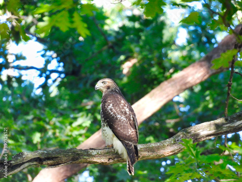 Red-Tailed Hawk Bird fo Prey Raptor Perched on a Thick Tree Branch in the Midst of a Wooded Forest with Sunshine Coming Through Lighting Up the Green Leaves