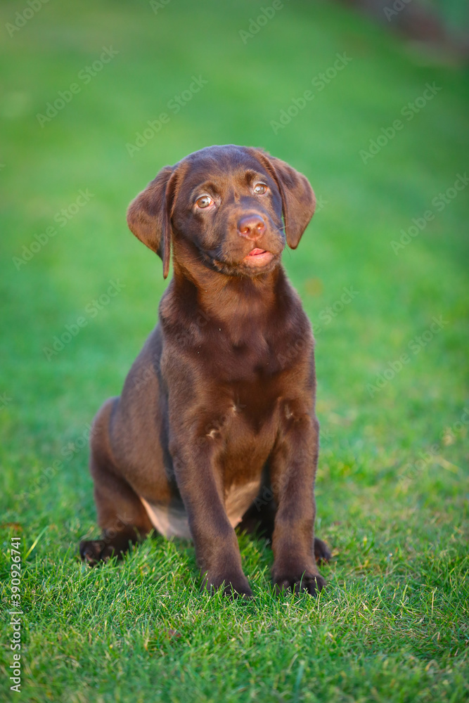 Junger brauner Labrador Welpe