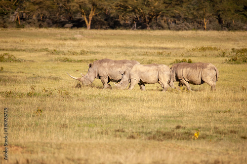 Black Rhino, Kenya Africa