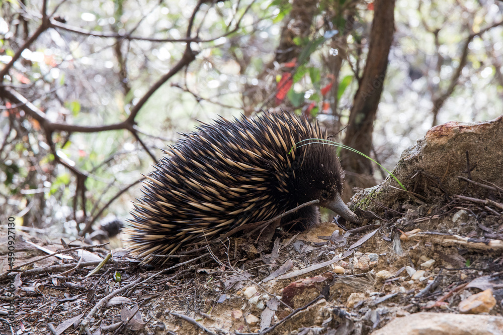 Australiain echidna in the bush porcupine Australiain echidna in the bush porcupine