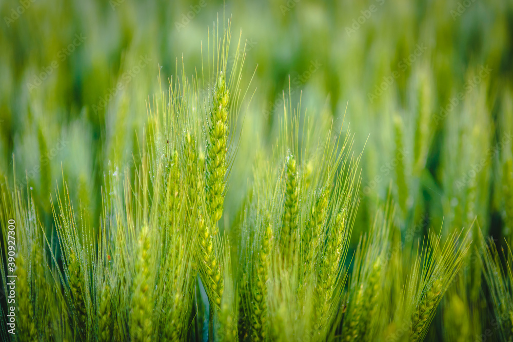 Field of breen wheat background