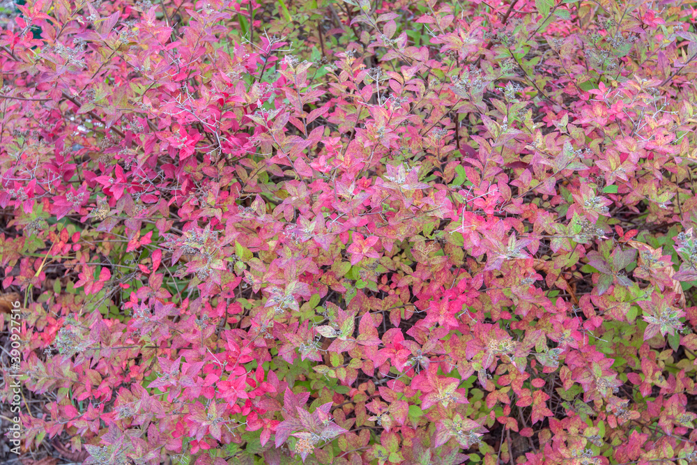 pink autumn leaves in the garden