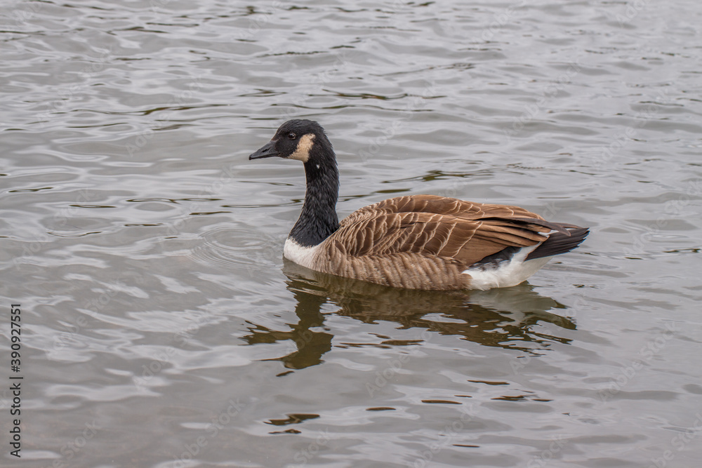 country goose swimming in water country goose swimming in water