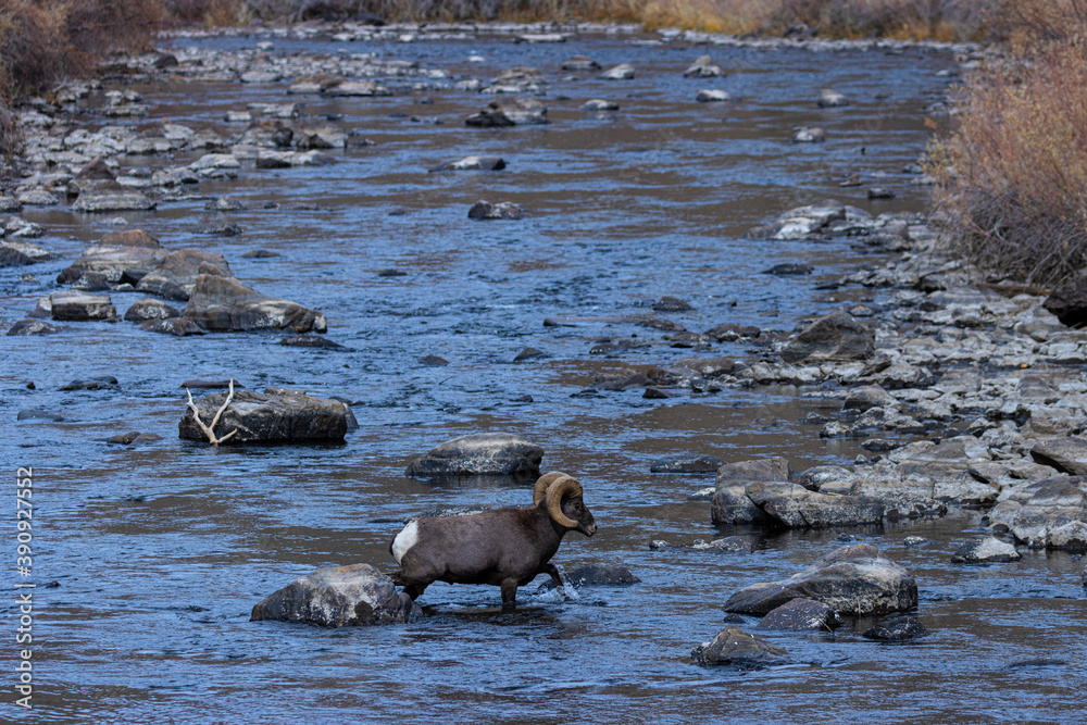 Fototapeta premium Waterton Bighorn