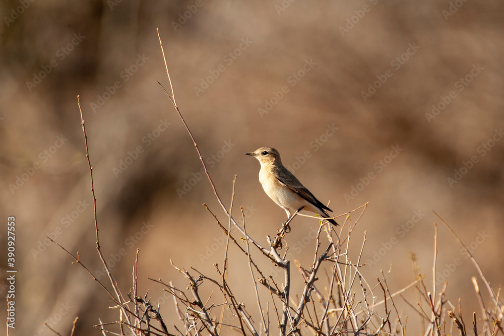 Obraz premium Isabeline Wheatear in Botswana