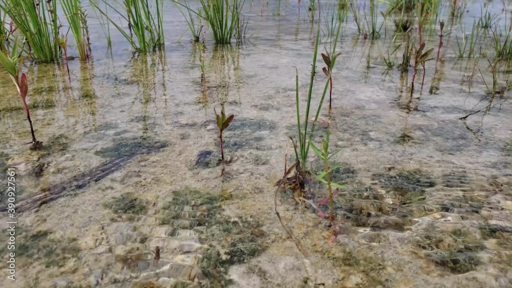 Fresh water sheet flow amidst vegetation in Hole-in-the-Donut wetlands restoration area of Everglades National Park, Florida 4K. Fresh water sheet flow amidst vegetation in Hole-in-the-Donut wetlands restoration area of Everglades National Park, Florida 4K.
