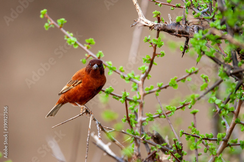 Male Chestnut Sparrow in Samburu Kenya Africa photo