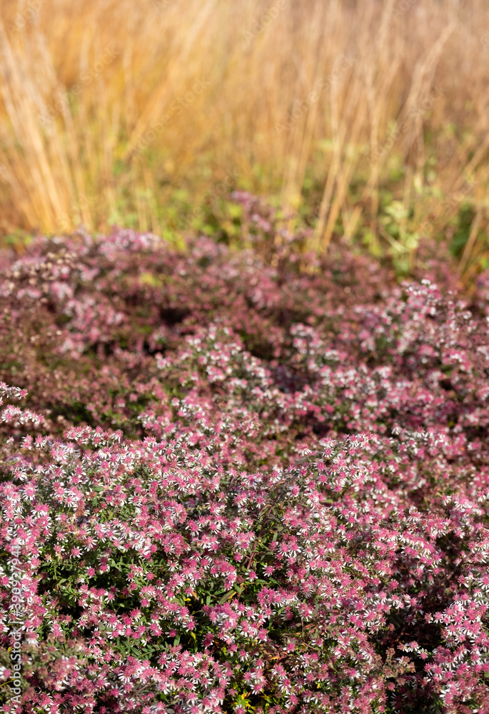 Obraz premium Garden at Hauser & Wirth Gallery named the Oudolf Field, at Durslade Farm, Somerset UK. Designed by landscape artist Piet Oudolf, photographed in autumn.