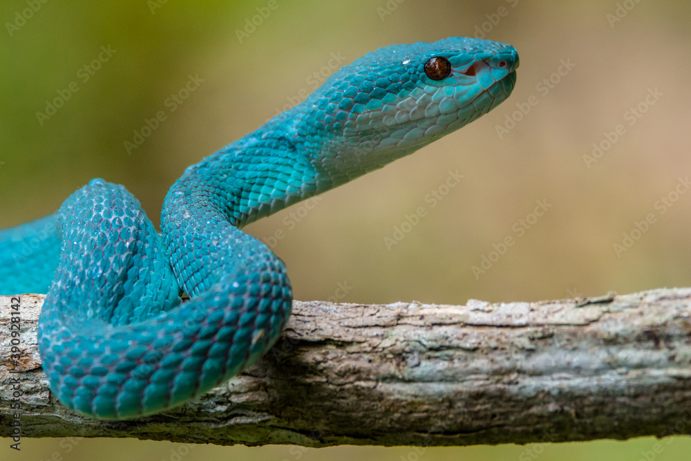 Fototapeta premium the blue insularis viper snake