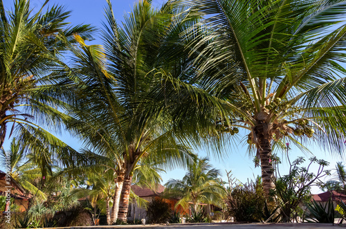 African coconut palm tree background. Africa, Tanzania, Zanzibar, Kendwa. Summer vacation concept.