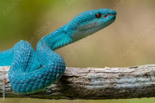 the blue insularis viper snake