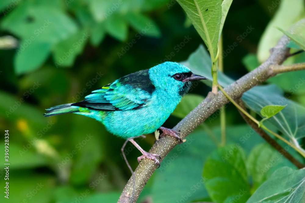 Vibrant colored tropical blue bird, the Blue Dacnis perched in shrub in the forest Vibrant colored tropical blue bird, the Blue Dacnis perched in shrub in the forest