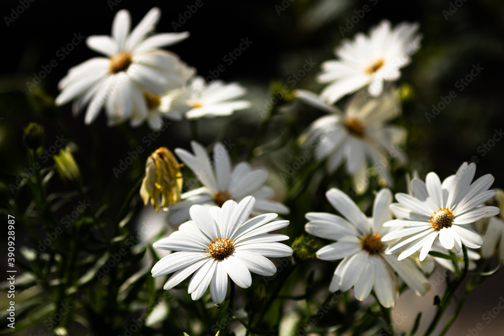 Dimorphotheca Ecklonis commonly named as daisies
