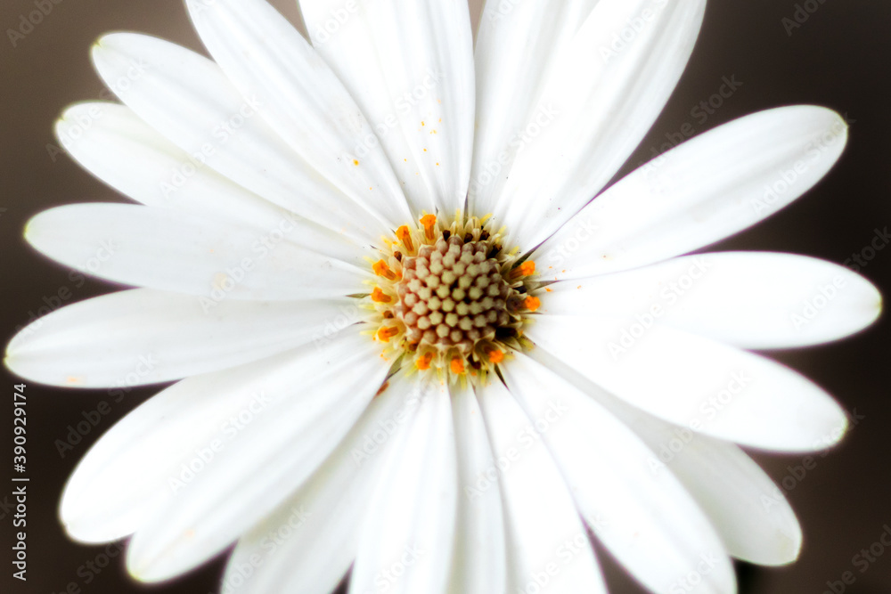 Dimorphotheca Ecklonis commonly named as daisies Dimorphotheca Ecklonis commonly named as daisies