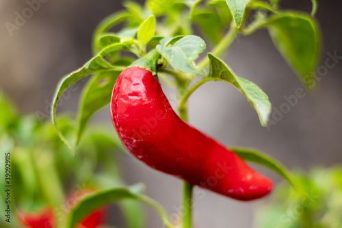Typical mexican serrano chilli plant