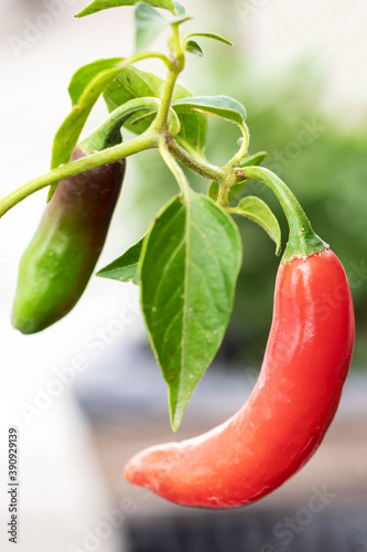 Typical mexican serrano chilli plant