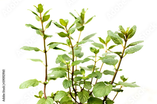 Isolated plant of peppermint, aromatical
