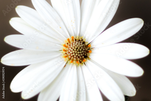 Dimorphotheca Ecklonis commonly named as daisies