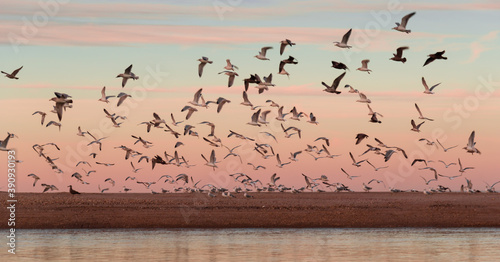 flock of  seagull birds on the river bank in the evening