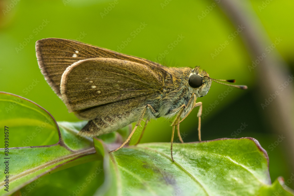 the small brown skipper butterfly in garden the small brown skipper butterfly in garden