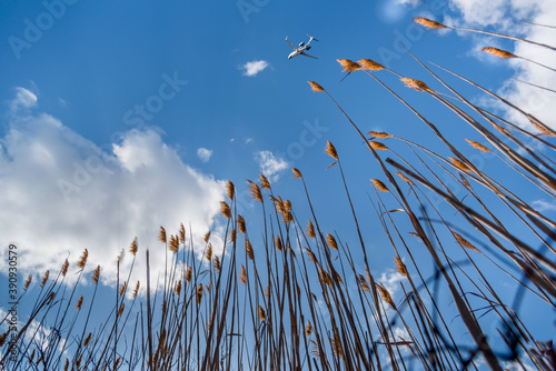 common reeds and sky with a plane