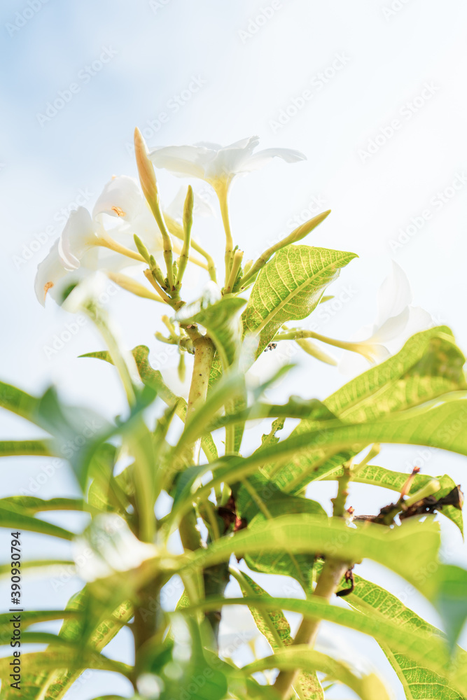 Obraz premium white flowers (plumeria pudica) with blue sky