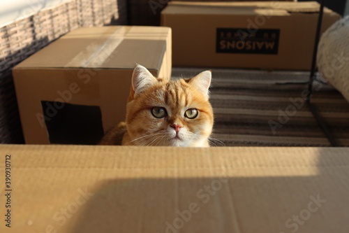 Katze hinter dem Karton