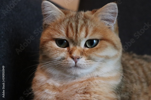 Süsse Katze