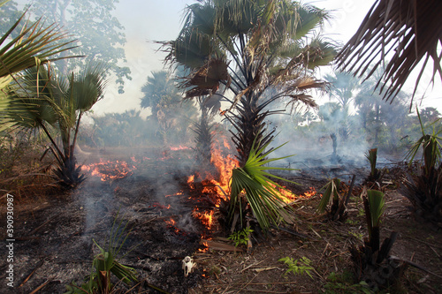  wide angle photography of a bush fire, with bright orange and yellow flames, grey smoke and many big and small palm trees, outdoors on a sunny day