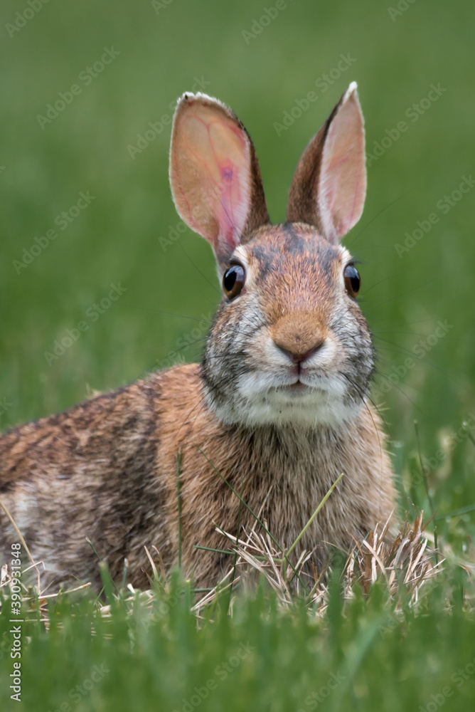 Obraz premium A portrait of rabbit in the grass