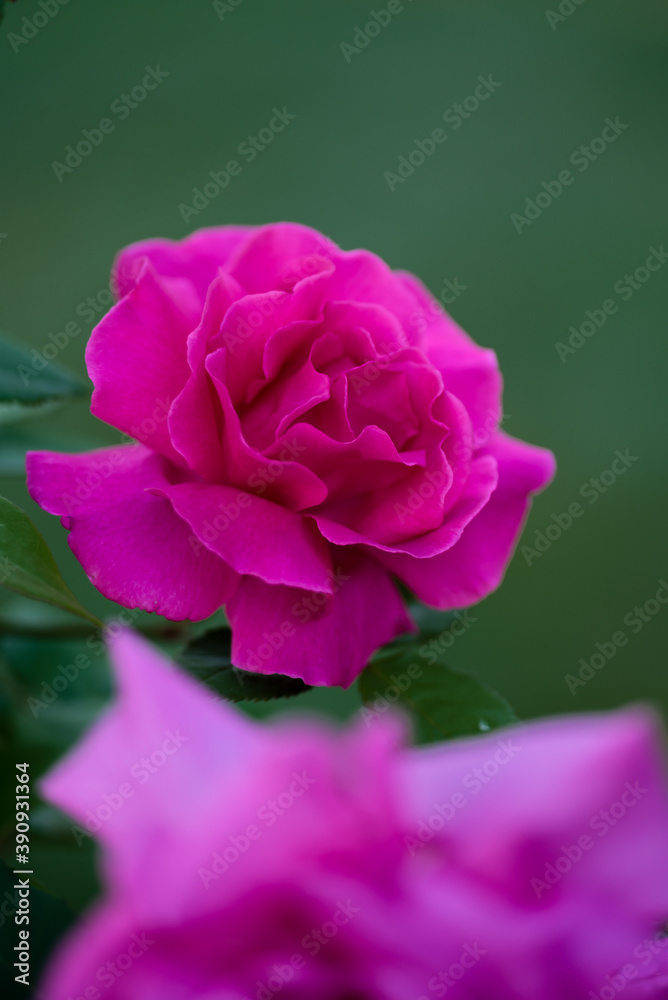 pink rose