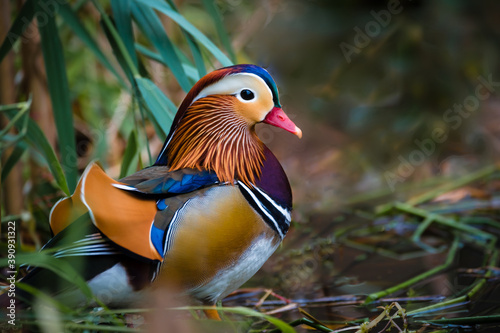 A colorful mandarin duck by the water with common reeds , central park, new your city