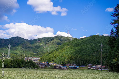 White flowers blooming in the meadow Autumn image September Gifu Prefecture