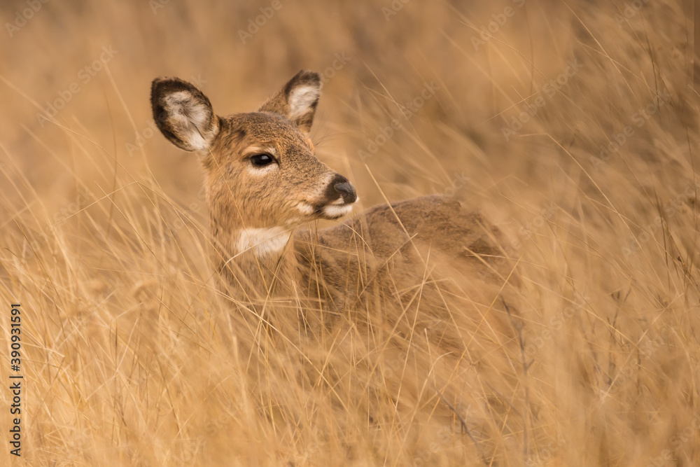 deer in the grass