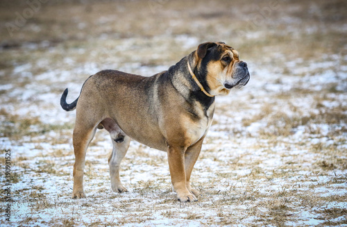 Ca de Bou (Mallorquin Mastiff) male dog stands outdoors. Close-up portrait of Ca de Bou dog photo