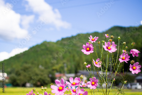 Cosmos autumn image September, Suhara, Mino City, Gifu Prefecture photo