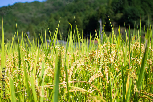 稲穂　夏　イメージ　9月　岐阜県美濃市　洲原